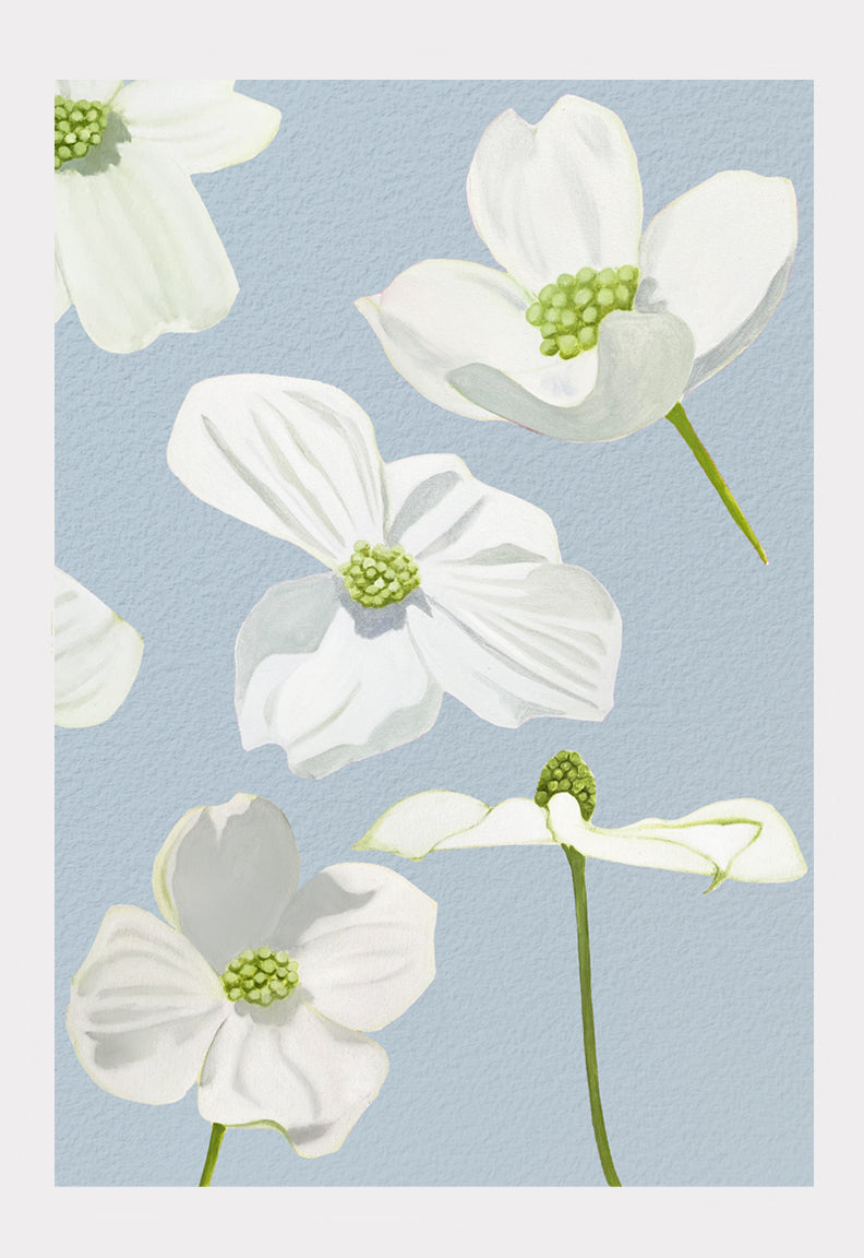 Art Print: White Dogwood Blossoms on Pale Blue by India & Purry