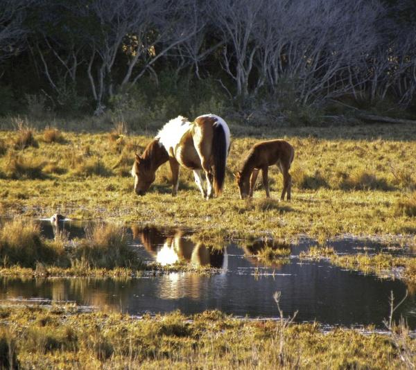 Chincoteague Ponies by Schiffer Publishing