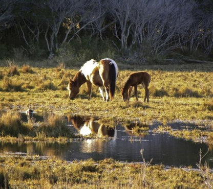 Chincoteague Ponies by Schiffer Publishing
