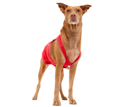 PRODOGG™ Anti-Anxiety Compression Shirt - Large to 2XL 159101B by InstantFigure INC